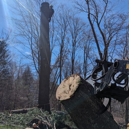 tree removal Watertown MA