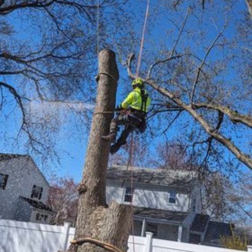tree service company in Belmont