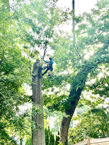 Tree Trimming Tips for Boston Residents
