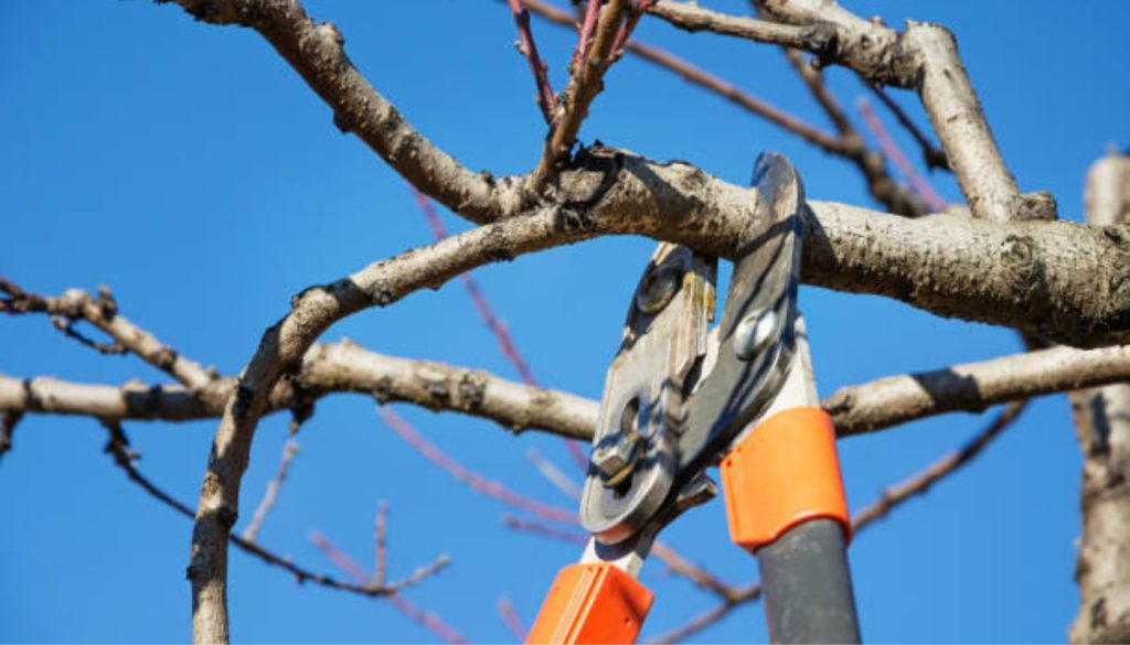 Expert Tree Care in Framingham, MA