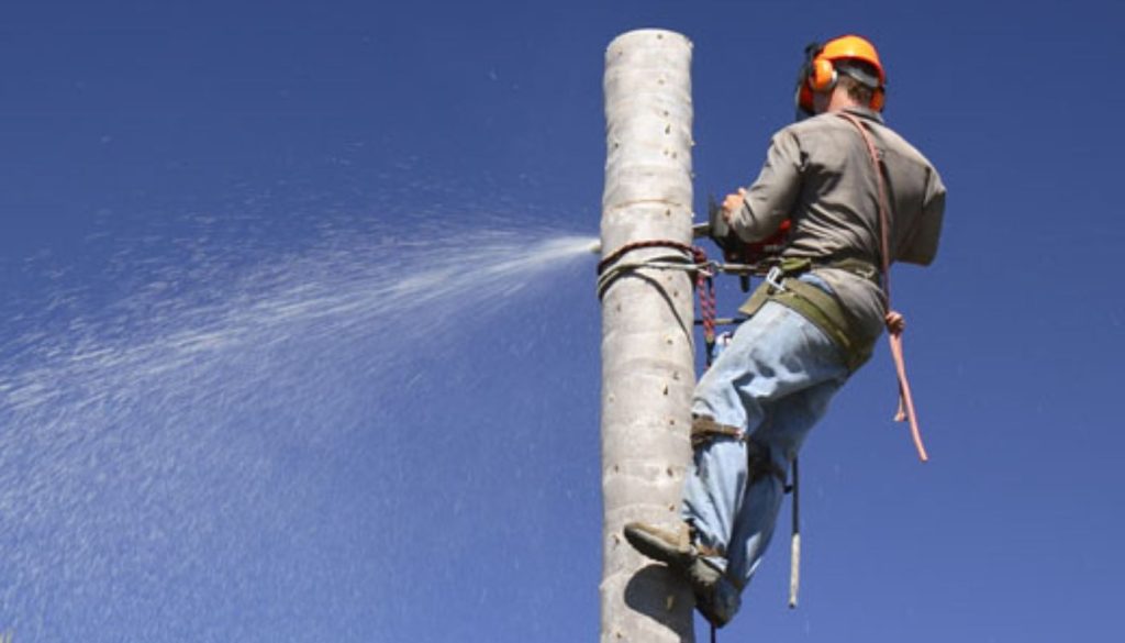Professional Tree Service Concord, MA