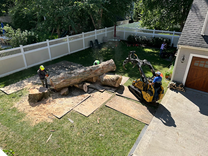 Questions to Ask When Hiring a Tree Service in Waltham, MA