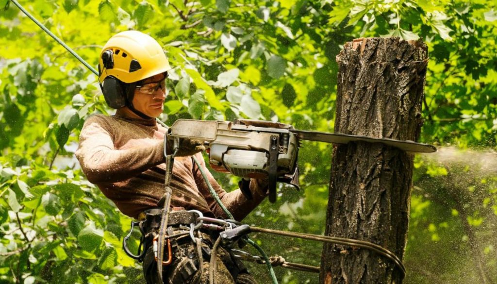 Tree Care Services Lexington, MA