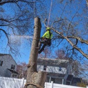 Tree Service Company in Lincoln, MA